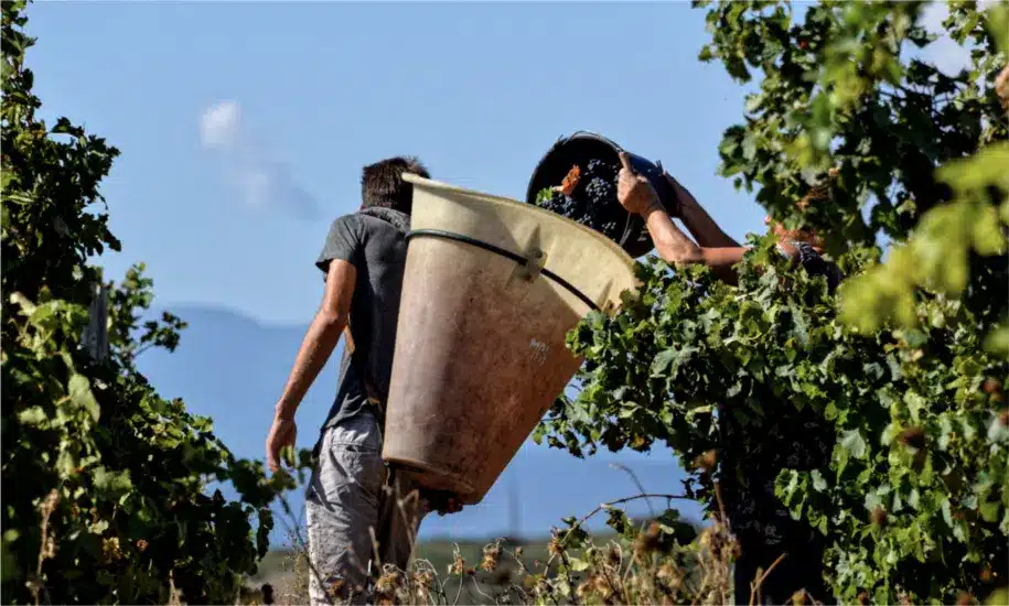 Un vigneron